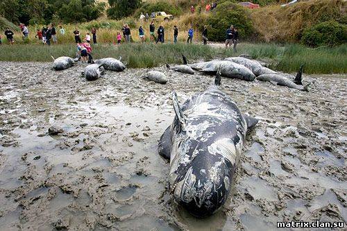 Загадки планеты:На берег Новой Зеландии выбросились более 100 черных дельфинов