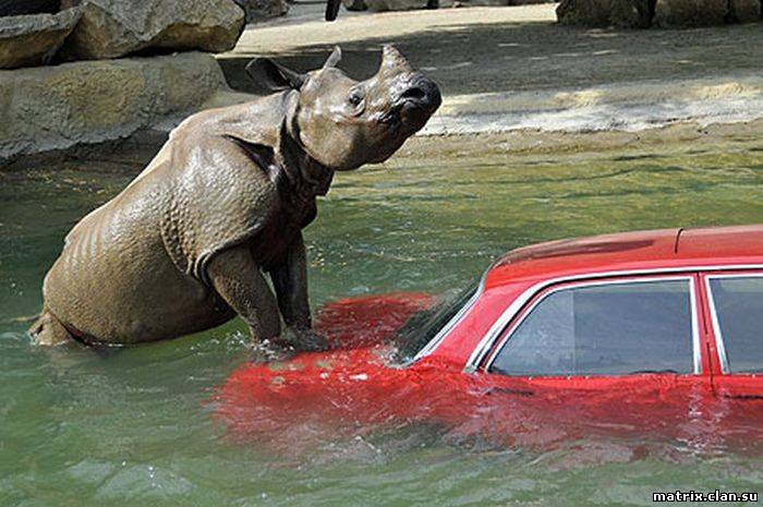 Загадки планеты:Животные, нападающие на машины