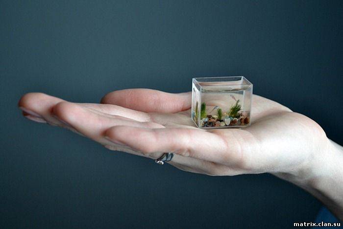 Познавательное:Самый маленький аквариум в мире