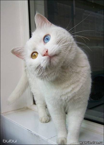 Загадки планеты:Кот с разным цветом глаз